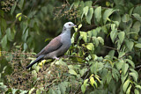Image. Nilgiri Wood Pigeon