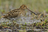 Image. Noble Snipe
