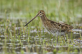 Image. Noble Snipe