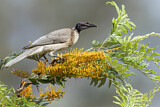 Image. Noisy Friarbird