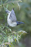 Image. Noisy Friarbird