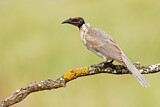 Image. Noisy Friarbird