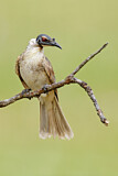 Image. Noisy Friarbird