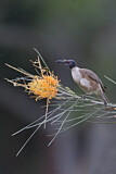 Image. Noisy Friarbird