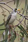 Image. Noisy Miner