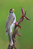 Image. Noisy Miner