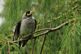 Image. Noisy Miner