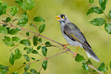 Image. Noisy Miner