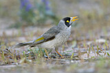 Image. Noisy Miner