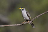 Image. Noisy Miner