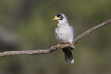 Image. Noisy Miner