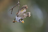 Image. Noisy Miner