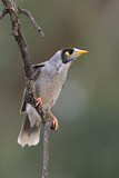 Image. Noisy Miner