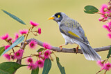 Image. Noisy Miner