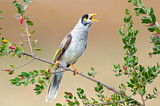 Image. Noisy Miner