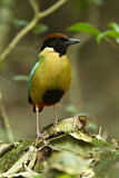 Image. Noisy Pitta