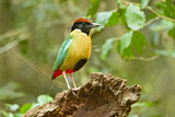 Image. Noisy Pitta