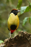 Image. Noisy Pitta