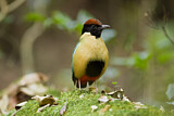 Image. Noisy Pitta