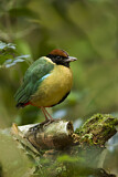 Image. Noisy Pitta