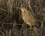 Image. Nordamerikanische Rohrdommel