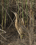 Image. Nordamerikanische Rohrdommel