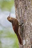 Image. Northern Barred Woodcreeper