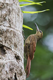 Image. Northern Barred Woodcreeper