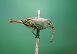 Image. Northern Beardless Tyrannulet
