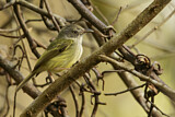 Image. Northern Bentbill
