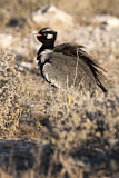 Image. Northern Black Korhaan