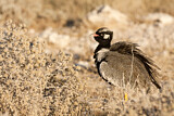 Image. Northern Black Korhaan