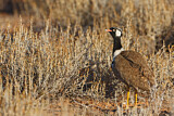 Image. Northern Black Korhaan