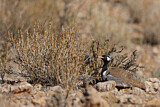 Image. Northern Black Korhaan