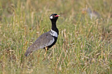 Image. Northern Black Korhaan