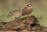 Image. Northern Bobwhite