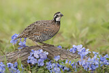 Image. Northern Bobwhite