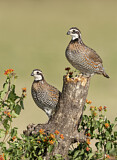 Image. Northern Bobwhite
