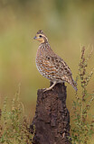 Image. Northern Bobwhite