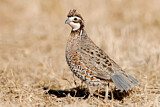 Image. Northern Bobwhite