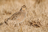 Image. Northern Bobwhite