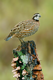 Image. Northern Bobwhite