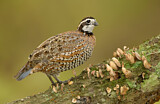 Image. Northern Bobwhite