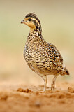 Image. Northern Bobwhite