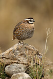 Image. Northern Bobwhite