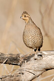 Image. Northern Bobwhite