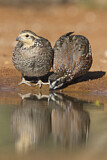 Image. Northern Bobwhite