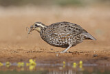 Image. Northern Bobwhite