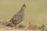 Image. Northern Bobwhite