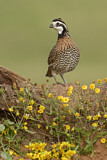 Image. Northern Bobwhite
